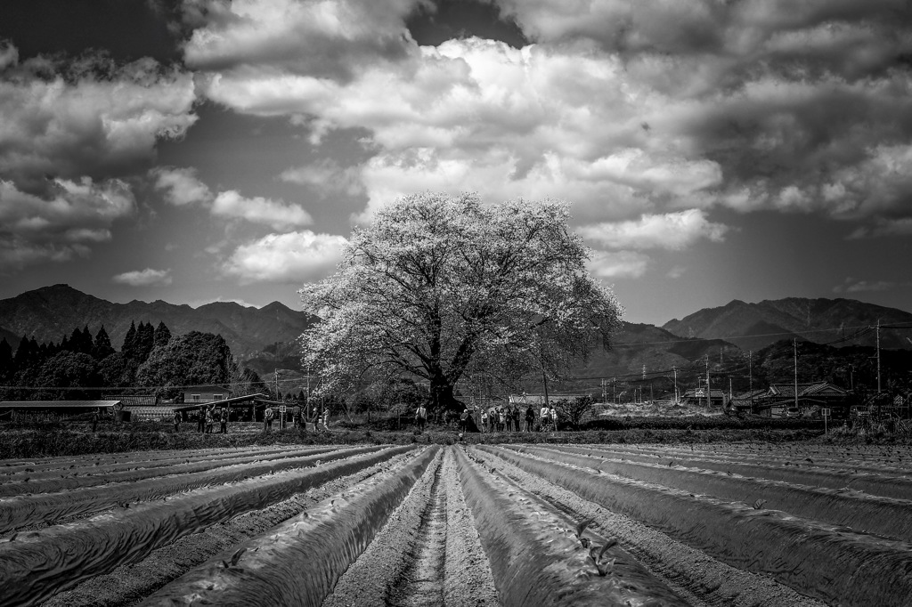 里の一本桜