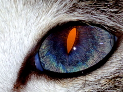 Eye of the cat