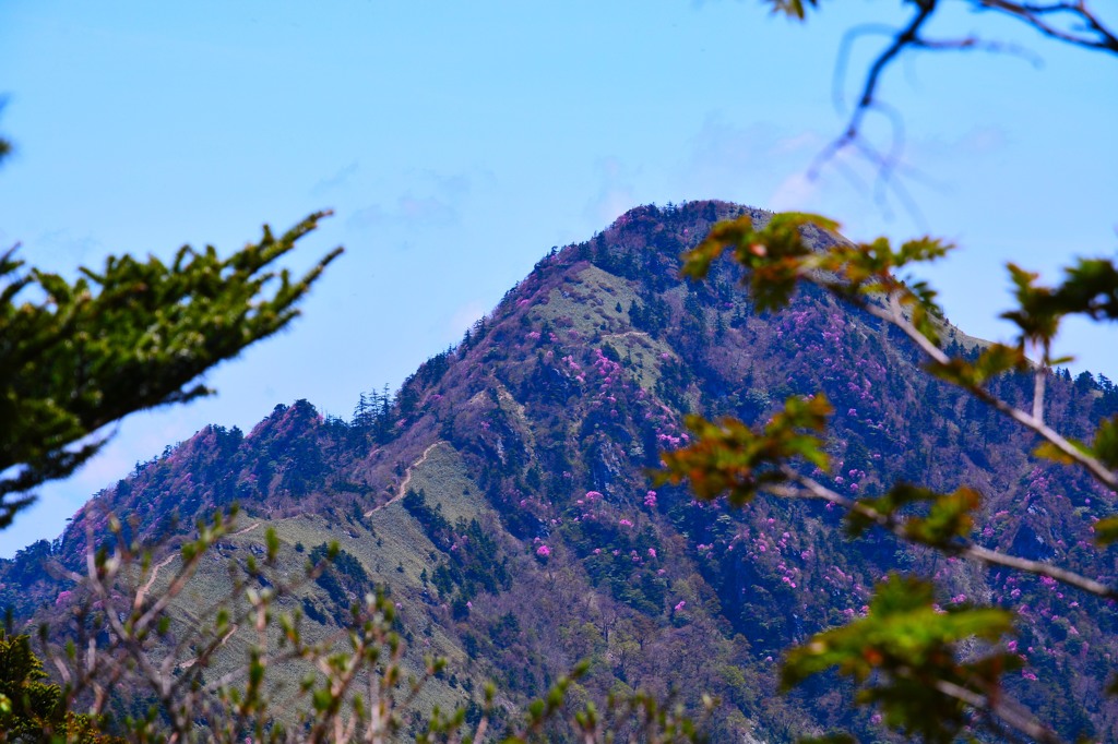 花咲く登山道