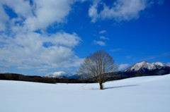 雪原の孤樹