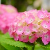 梅雨の花