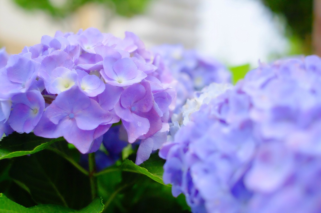 梅雨の花2