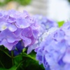 梅雨の花2