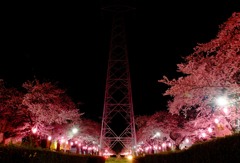 夜桜