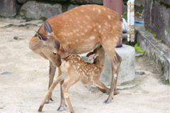 親子鹿