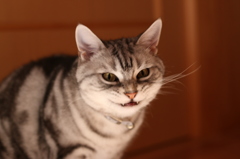 悪魔猫