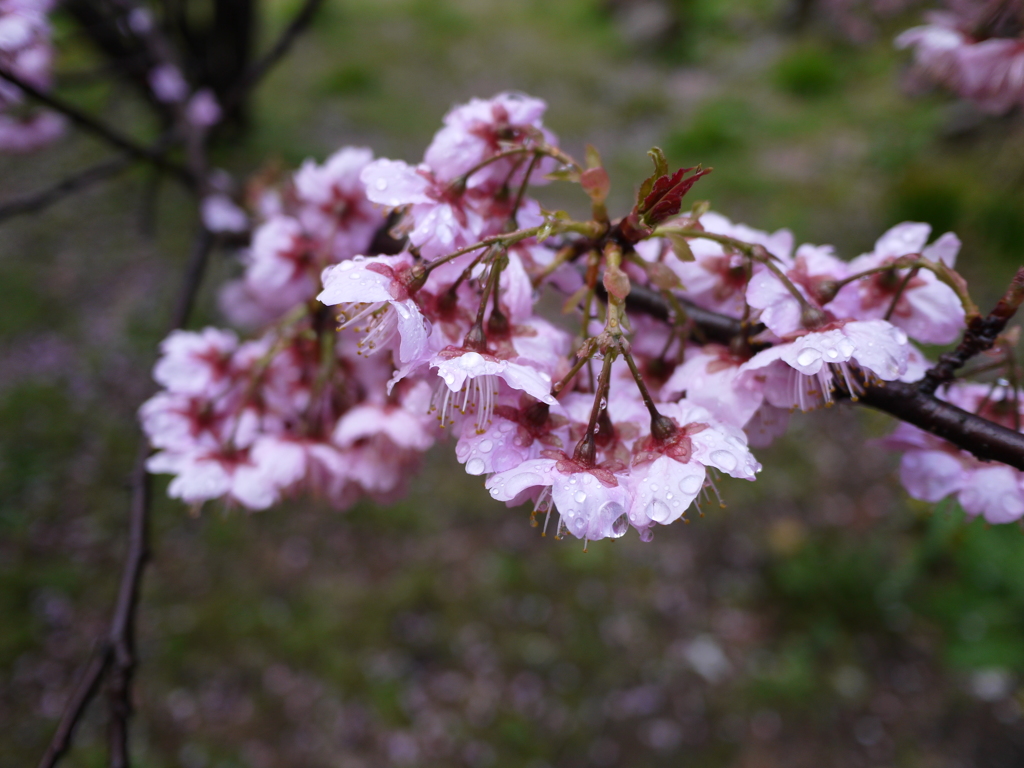 雪割桜②