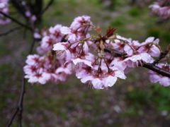 雪割桜②