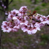 雪割桜②