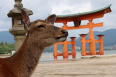 宮島