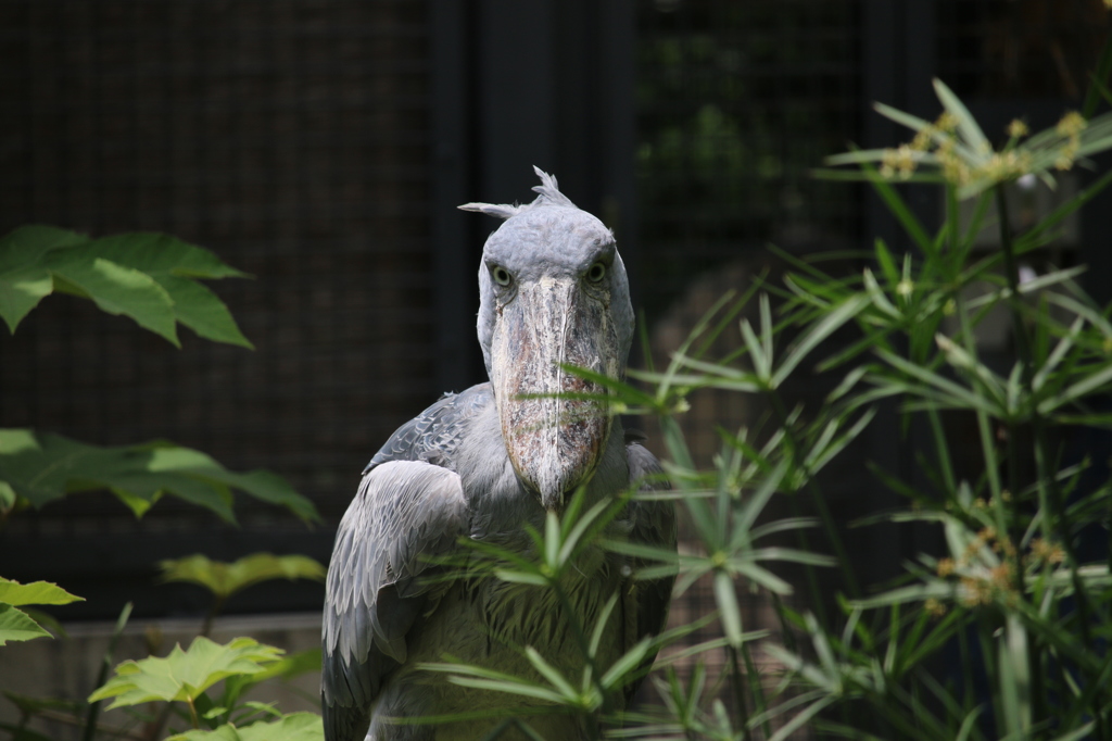 ハシビロコウ