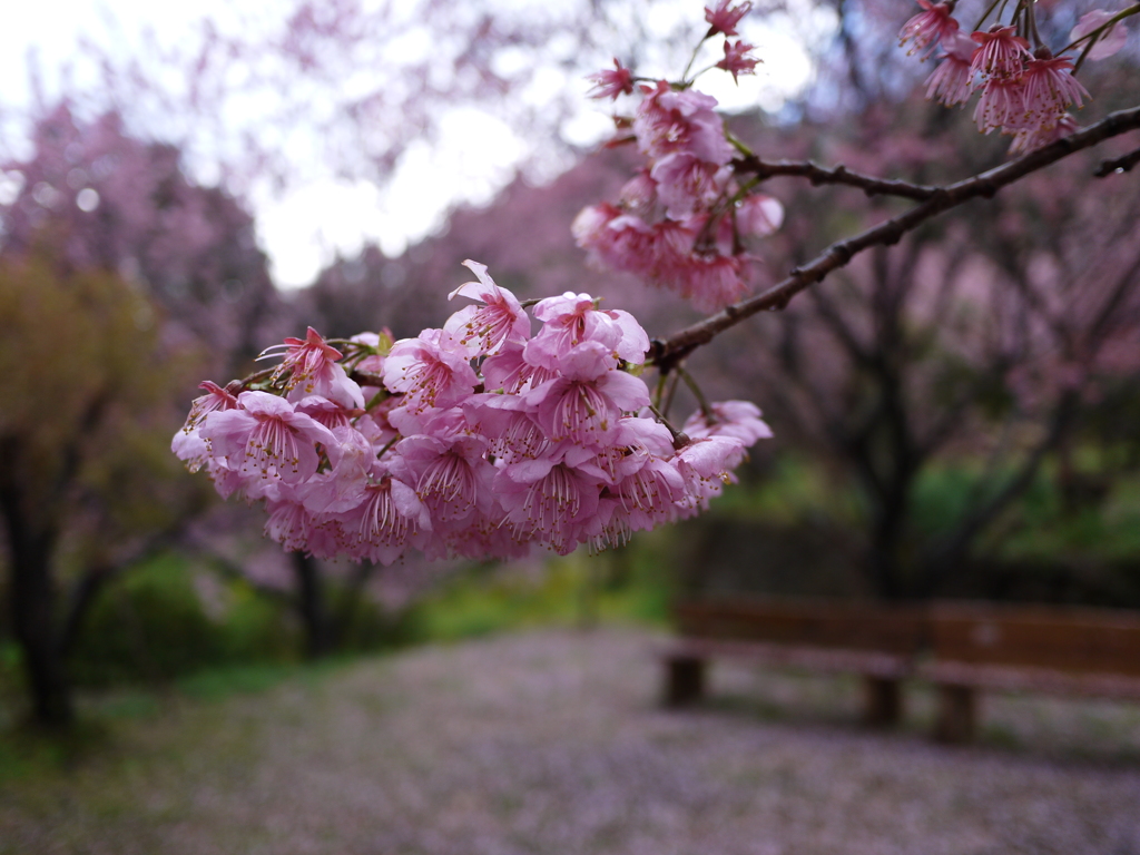 雪割桜①