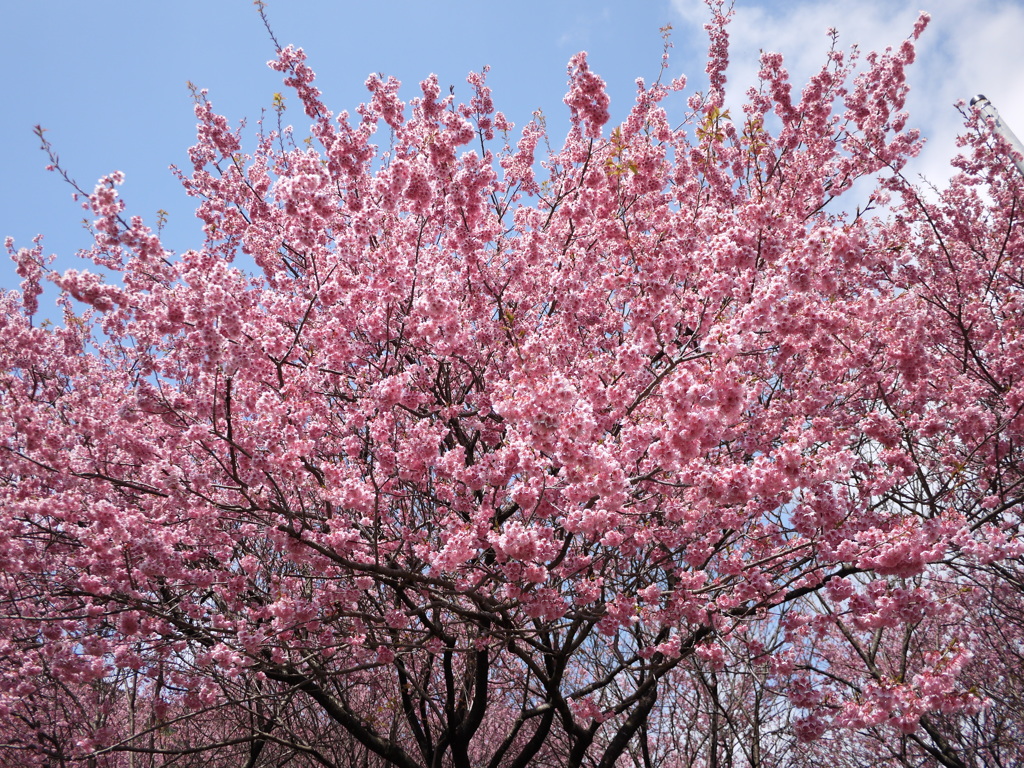 雪割桜③