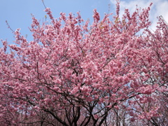 雪割桜③