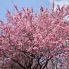 雪割桜③