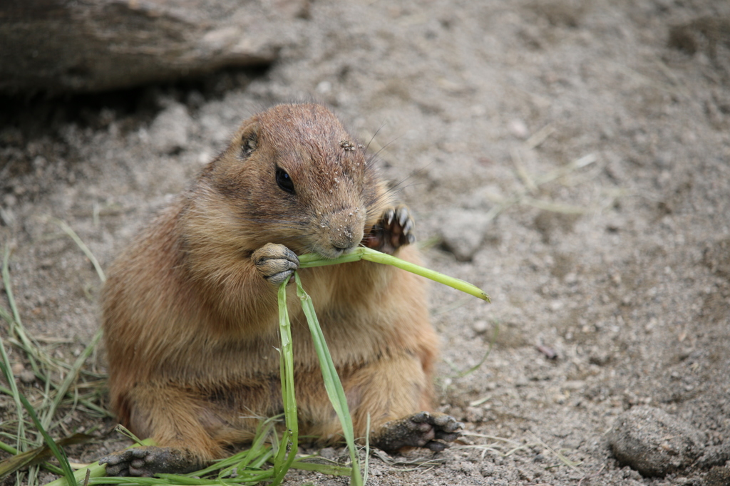 食べすぎ？？