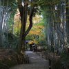 竹の寺 地蔵院 004