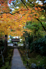 竹の寺 地蔵院 003