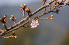 河津桜