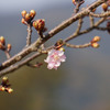 河津桜