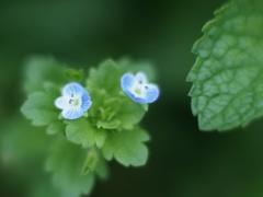 小さな花 4