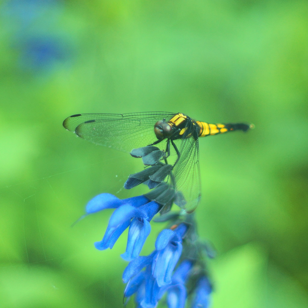 おおしおからとんぼ(♀)