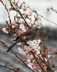 桜と鵯