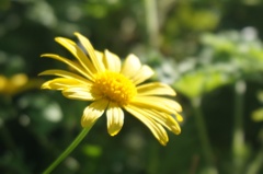 黄色い菊