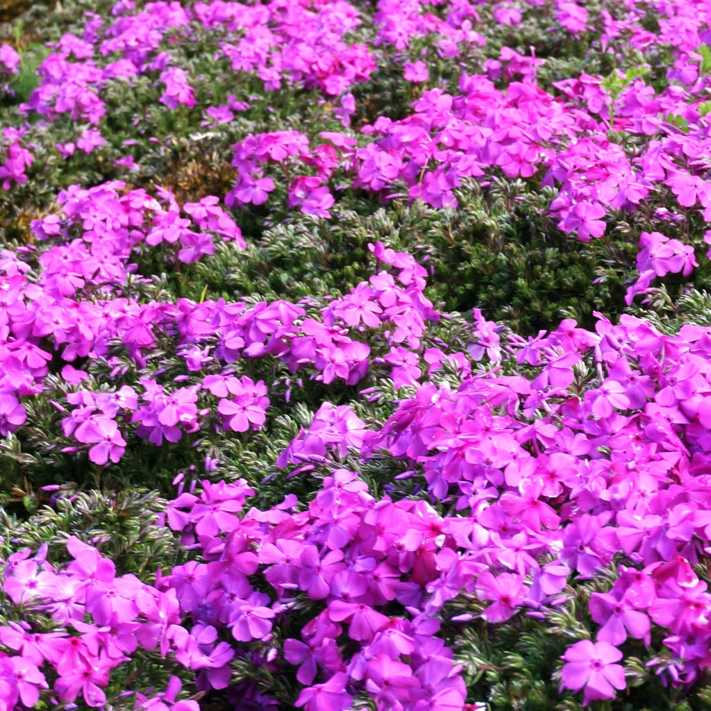 芝桜 2