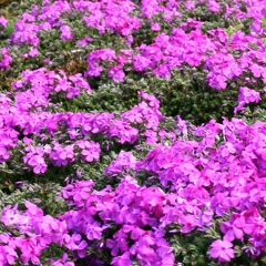 芝桜 2