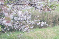 桜木