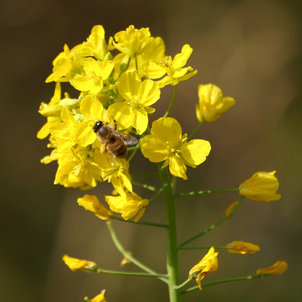 菜の花と蜜蜂