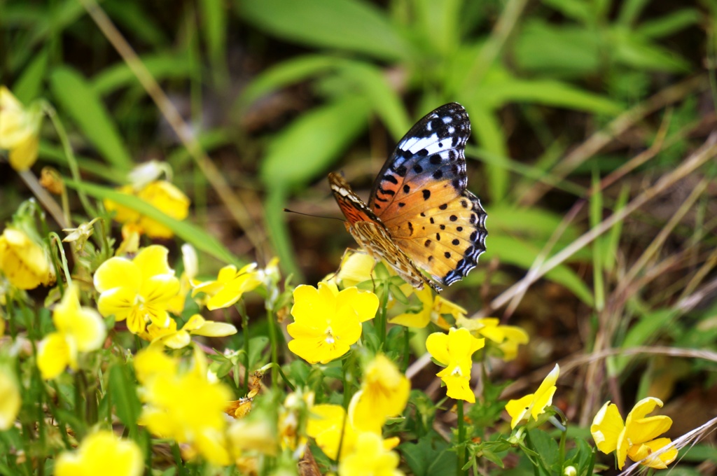 褄黒豹紋 (♀) 2