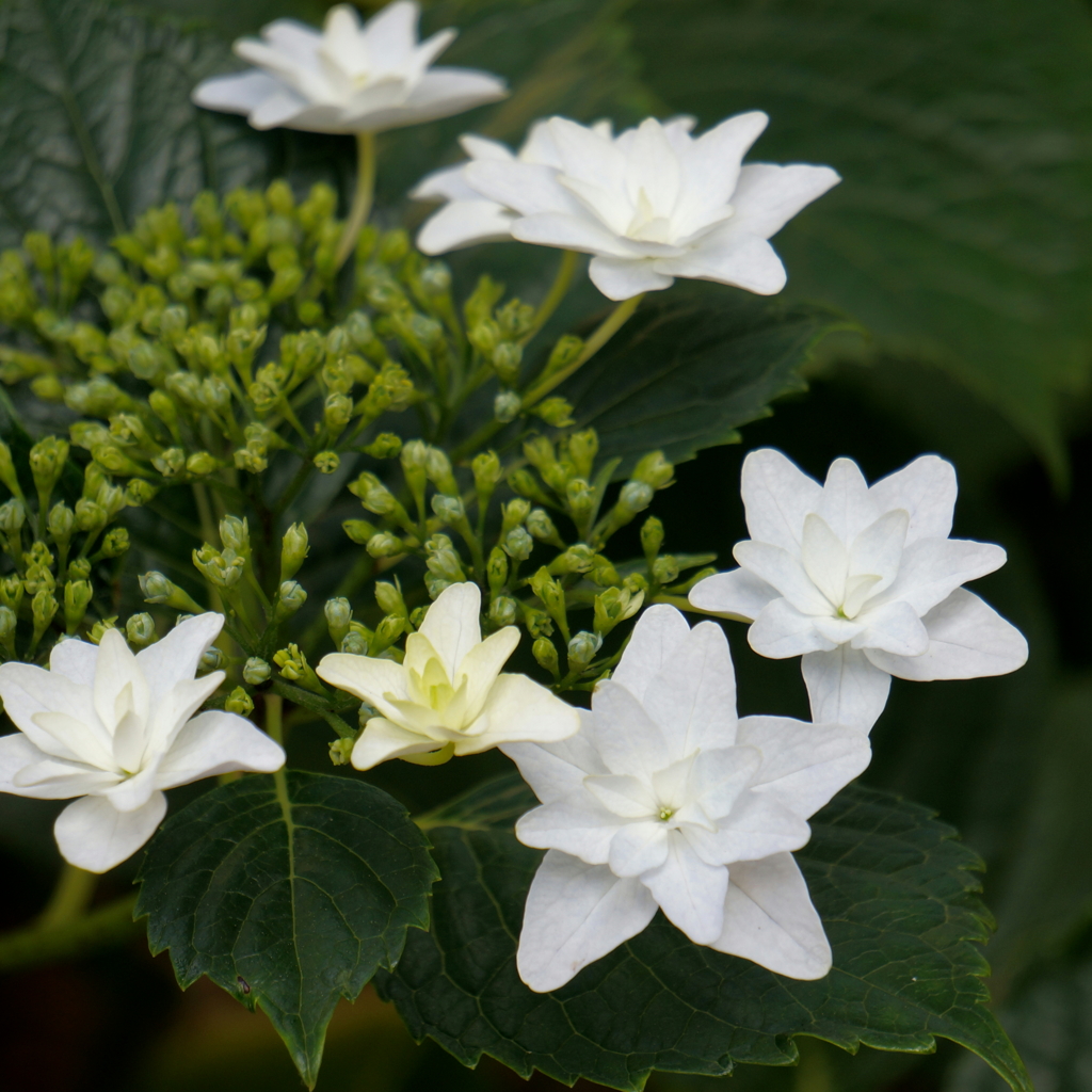 紫陽花(隅田の花火)