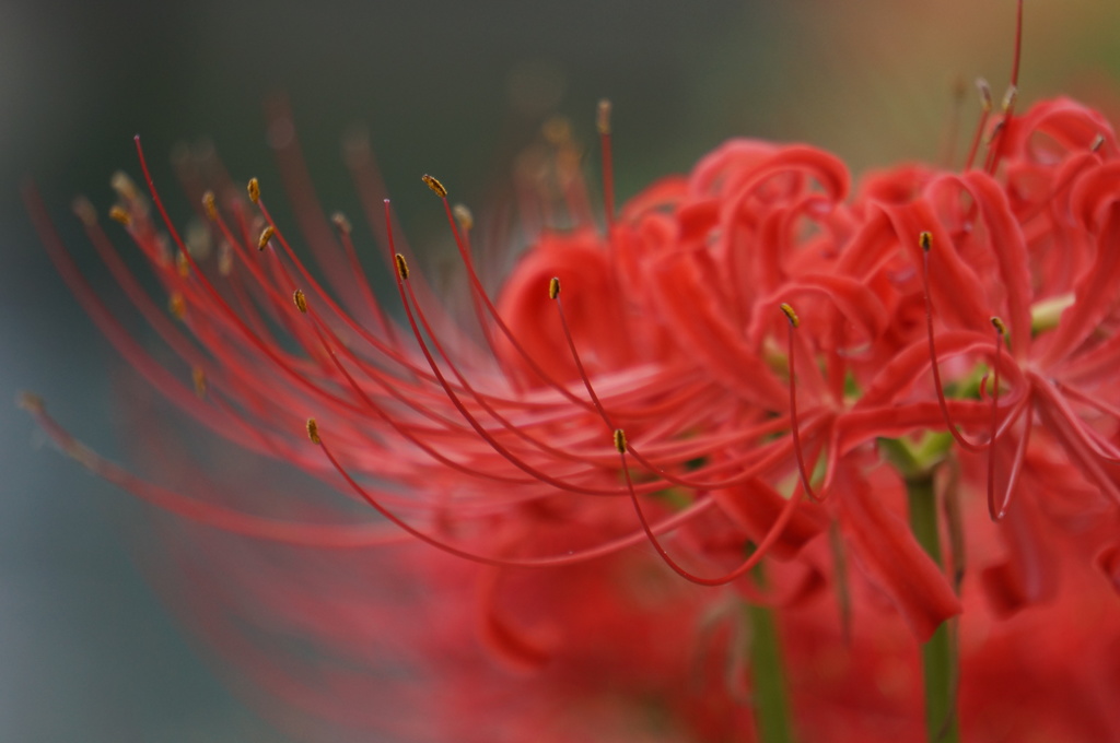 曼珠沙華 3