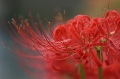 曼珠沙華 3