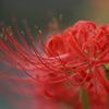 曼珠沙華 3