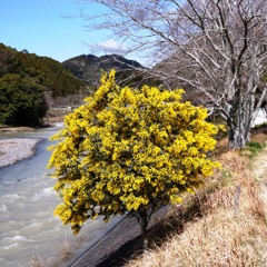 堤防の花