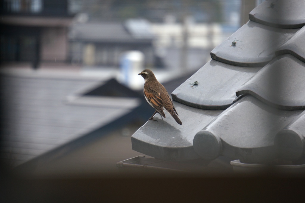 つぐみ(ですよね?)