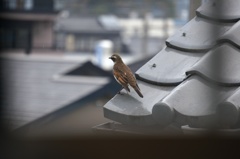 つぐみ(ですよね?)