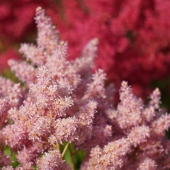 ピンクの花