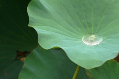 大滴