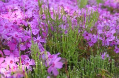 芝桜 4