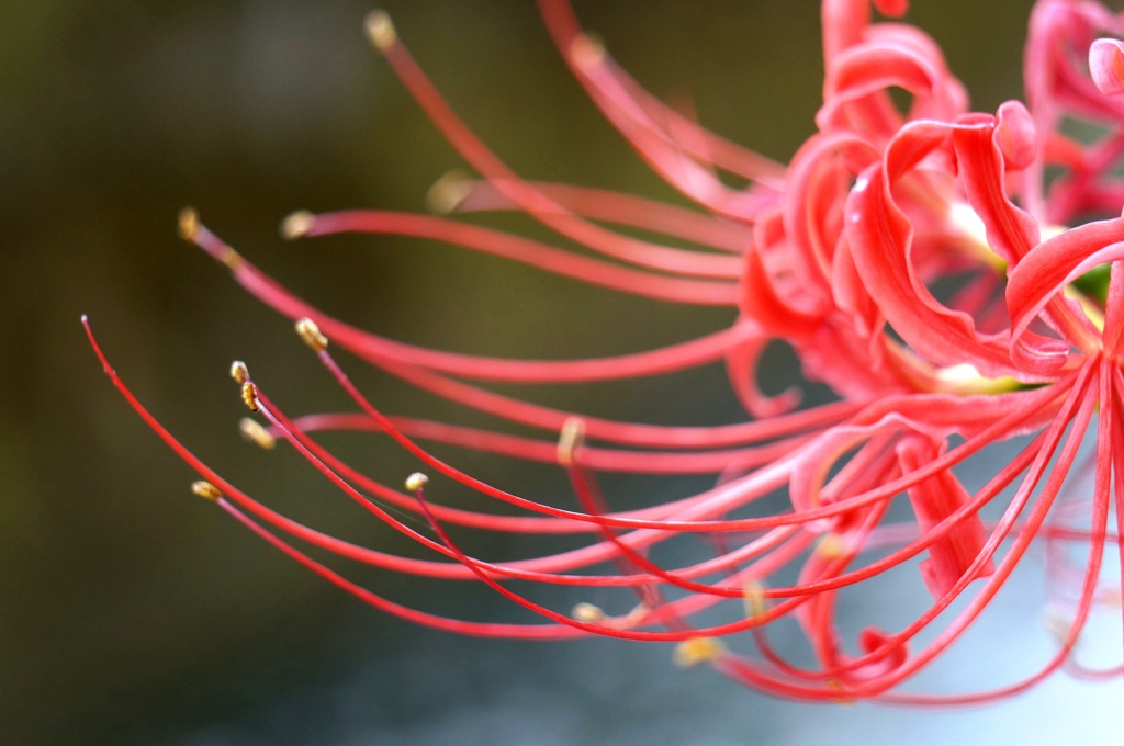 曼珠沙華 1