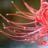 曼珠沙華 1