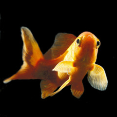 金魚