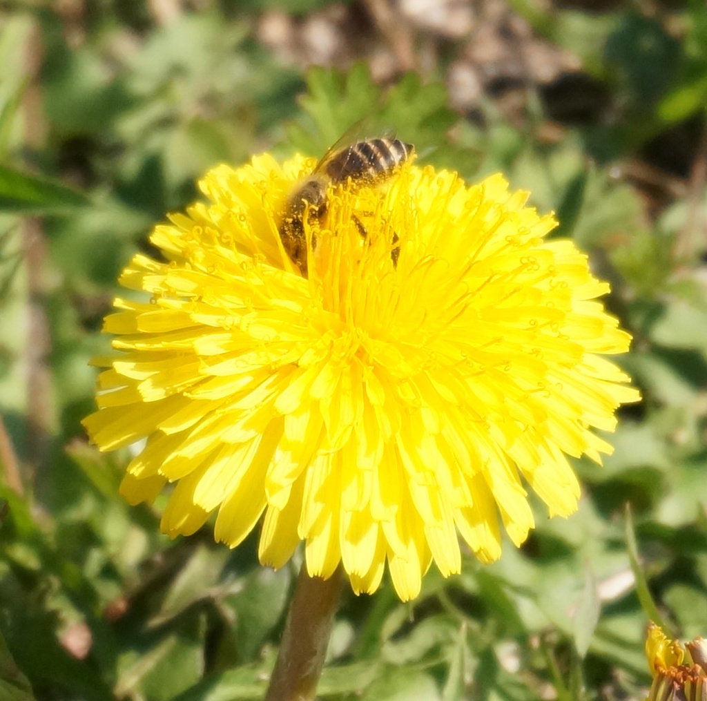 たんぽぽと蜜蜂 2