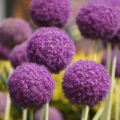 紫球花