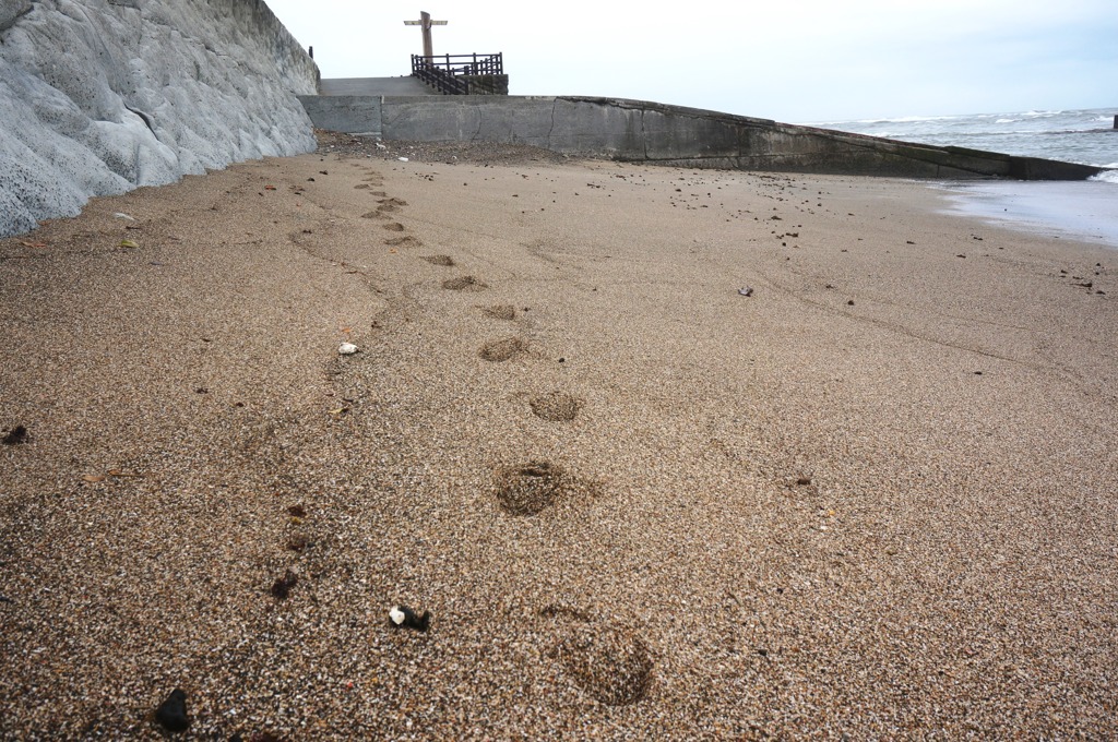 なぎさふりかへる我が足跡