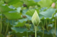 黄色い蓮(蕾)